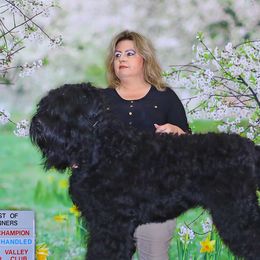 Black Russian Terriers from Rollos Vikings