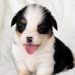 Kane - Black and tan male Pembroke Welsh Corgi puppy in Beggs, Oklahoma from Blue Diamond Corgi’s