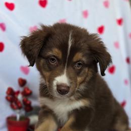 Hercules - Red tri-color male Australian Shepherd puppy in Smithfield, Utah from Invictus Farms