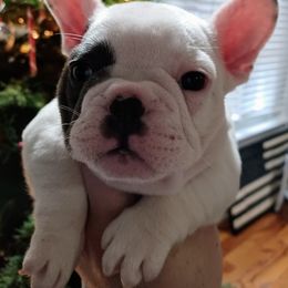 French Bulldog Puppies from Michigan fresh Coast Frenchies