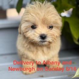 Zola - Gold female Shihpoo puppy in Rush, New York from Care Bear Puppies