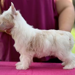 Palamino Puff Male - Palomino male Chinese Crested puppy in Hollywood, Florida from Candela Chinese Cresteds