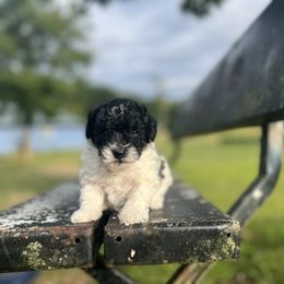 Poodle Puppies from Upper Echelon