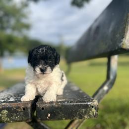 Poodle Puppies from Upper Echelon