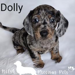 Dolly - Dapple female Dachshund puppy in Anamosa, Iowa from Melsh Precious Pets