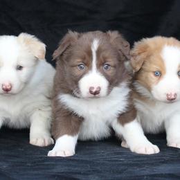 Border Collie Puppies from C Bar C Ranch Border Collies