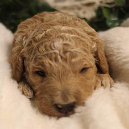 Female 2 - Apricot female Poodle puppy in Mississippi from Ewing Acres