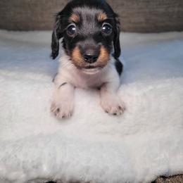 Sammi - Piebald female Dachshund puppy in Modesto, California from Cabrera Family Kennels