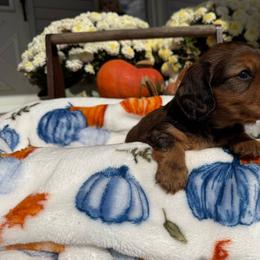 Gordy - Chocolate male Dachshund puppy in Humphreys, Missouri from Foster’s Dachshunds