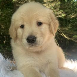 Taylor - Light golden female Golden Retriever puppy in New Ringgold, Pennsylvania from Hawk Mountain Doodles