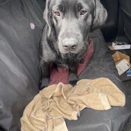 Koda Bear - Black male Labrador Retriever puppy in Concord, New Hampshire from Laurie & Joe's Labs