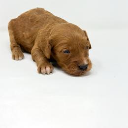 INDY - Red  female Goldendoodle puppy in Davison, Michigan from Dreaming Doodles