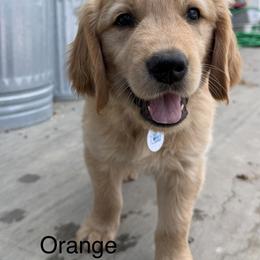 4th pick Orange collar boy - Dark golden male Golden Retriever puppy in Petaluma, California from Contango Goldens