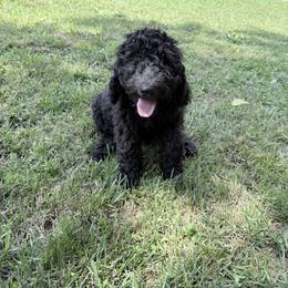 Blue Collar Boy - Black male Goldendoodle puppy in Knoxville, Tennessee from Niya’s Doodles