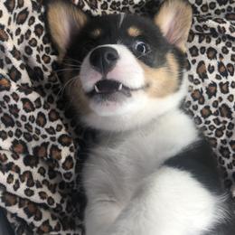 Pembroke Welsh Corgi Puppies from Shabby Chic Corgis