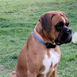 STRIPER - Boxer
