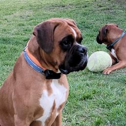 STRIPER - Boxer