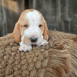 Daisy - Red and white female Basset Hound puppy in Lone Jack, Missouri from Wee Little Bassets