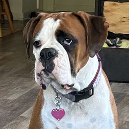 Fiona - Boxer
