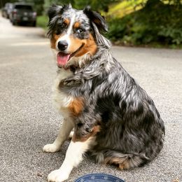 Lulu - Australian Shepherd