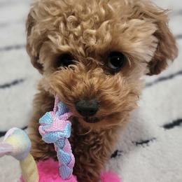 Maltipoo Puppies from Ollie-Pop Paws Breeding