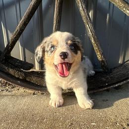 Gretchen - Blue merle and white female American Corgi puppy in Payson, Illinois from Creek Farm Corgis