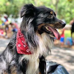 Mac - Toy Australian Shepherd