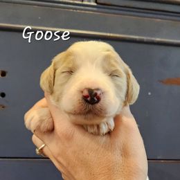 Goose - Yellow and white male Bernedoodle puppy in Pollock Pines, California from Ten Acre Wood Doodles