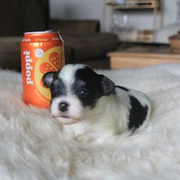 Popp1 - Black and white female Havanese puppy in Sunriver, Oregon from Contigo Havanese