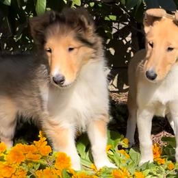 Collies from Verterra Collies