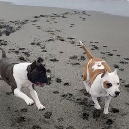American Staffordshire Terriers from baycitiesamstaffs