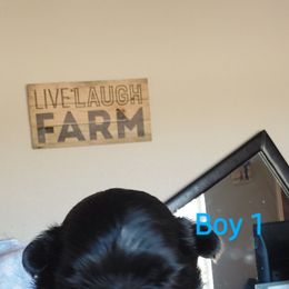 Shih Tzu Puppies from Karen Elliott