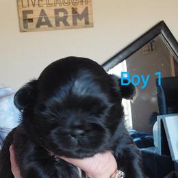 Shih Tzu Puppies from Karen Elliott