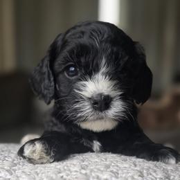 Purple collar girl - Black and white female Cavapoo puppy in Almira, Washington from Cavapoo Cuddles