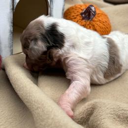 Sweet parti Merle with unique brown patch - female Newfypoo puppy in Brandenburg, Kentucky from Bluegrass River Newfoundlands