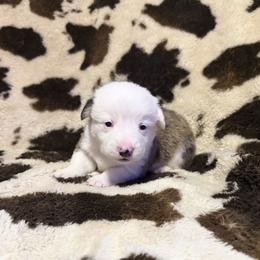 Comet - White and red male Pembroke Welsh Corgi puppy in Hillsville, Virginia from Bonderosa Kennels