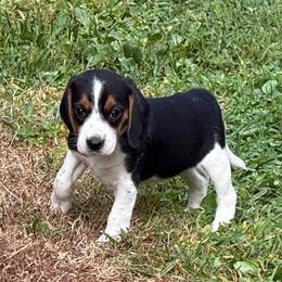 Joy - Blue tan and white female Beagle puppy in Lockney, West Virginia from S&T Kennels