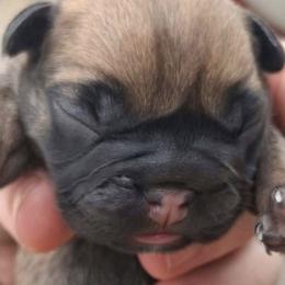French Bulldogs from 816frenchies