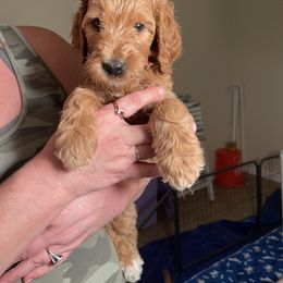 Double Doodle, Goldendoodle, Labradoodle, and Poodle Puppies from Amore Doodles & Poodles