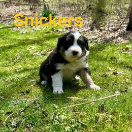 Snickers - Saddleback sable female Border Collie puppy in Milton, Pennsylvania from C&C Border Collies