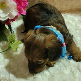 Dachshund Puppies from CLARK'S BREEDING PROGRAM