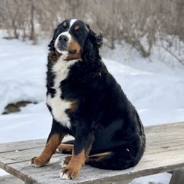 Amara  - Bernese Mountain Dog