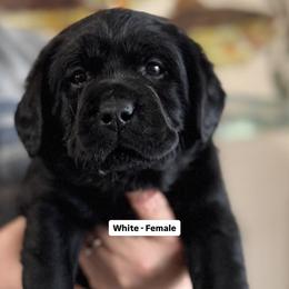Labrador Retriever Puppies from Blue Line Labradors