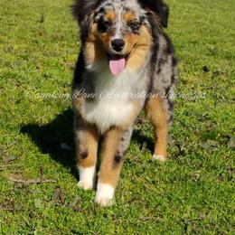 Miniature Australian Shepherd and Toy Australian Shepherd All Grown Up from Tagalong Lane Australian shepherds