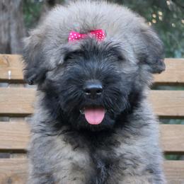 AKC Remmy - Fawn female Bouvier des Flandres puppy in Marionville, Missouri from Sandbox Puppies