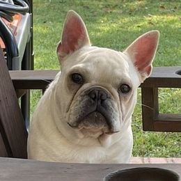 French Bulldogs from Southern Farmhouse Frenchies