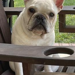 French Bulldogs from Southern Farmhouse Frenchies