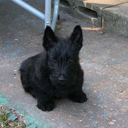 Poodle and Scottish Terrier Puppies from Conundrums Kennels