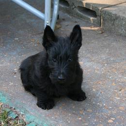Poodle and Scottish Terrier Puppies from Conundrums Kennels