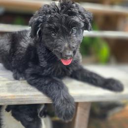 Pine - Black phantom male Aussiedoodle puppy in Wilkinsville, South Carolina from Feather Branch Farm and Kennel